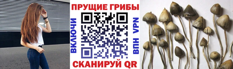 купить наркотик  Тутаев  Галлюциногенные грибы Psilocybe 